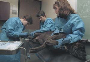 A boxer receives chemotherapy.