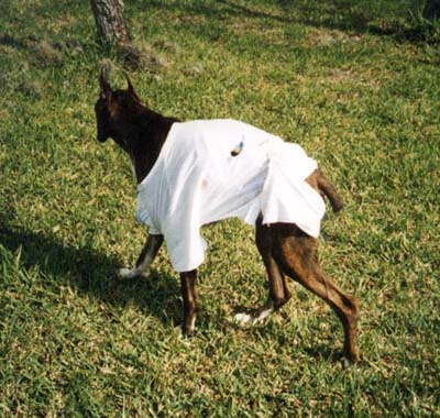 Mousse showing off his hospital gown.