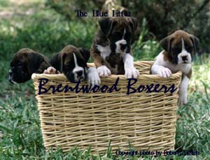 The Blue Litter - Basket of Pups