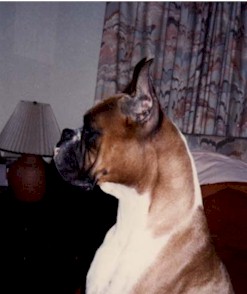 Ch. Scarborough Sunhawk "Rocky"