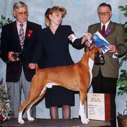 p_bbe_dog.jpg (14793 bytes)