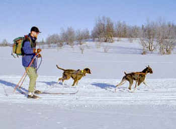 Henning and two Boxer friends.