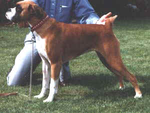 Bobtail Boxer 4