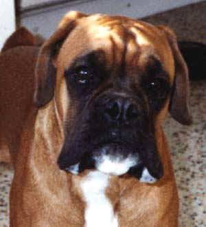 Bobtail Boxer 7