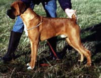 Bobtail Boxers