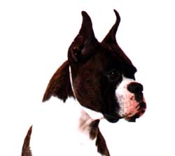 maxx_.jpg (5562 bytes)