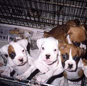 6 week old boxer litter