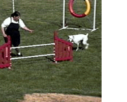 agility_show.gif (298889 bytes)