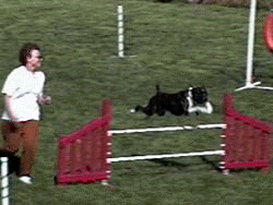 Mary Banta and Chase in Agility - ABC '99,